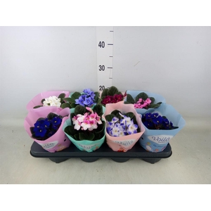 Saintpaulia   ...mix