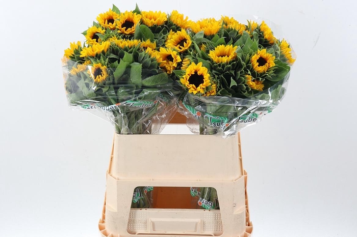 <h4>Heli Orange Fire</h4>