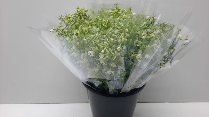 <h4>Mono Delphinium Blauw X5</h4>