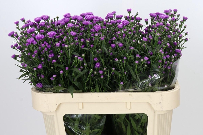 <h4>Aster Astee Karmijn</h4>