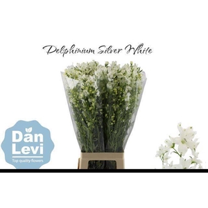 DELPH EN M SIL WHITE
