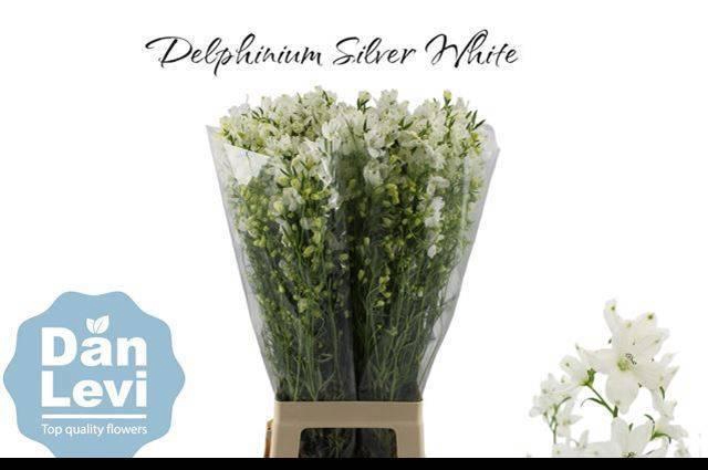 <h4>DELPH EN M SIL WHITE</h4>