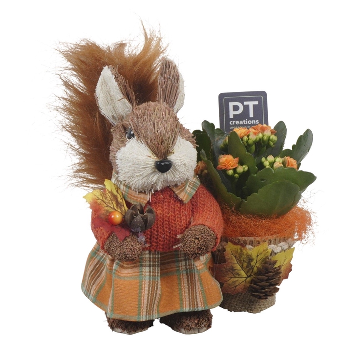 <h4>Arr.   Planten L%</h4>