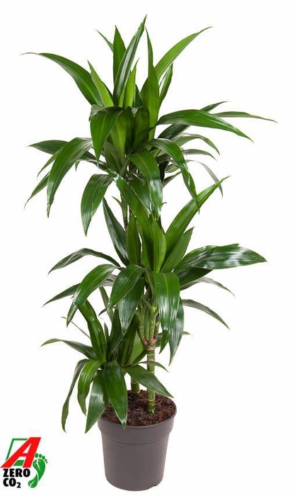 <h4>Dracaena Janet Craig 60-30-15</h4>