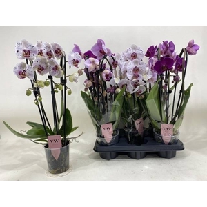 PHAL GEM