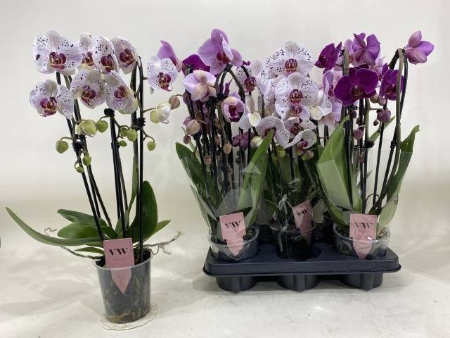 <h4>PHAL GEM</h4>