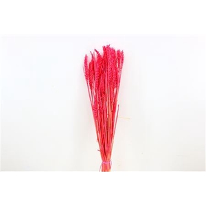 Dried Triticum Bleached Cerise Bunch