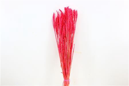 Dried Triticum Bleached Cerise Bunch