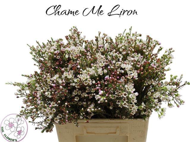 <h4>CHAME MI LIRON</h4>