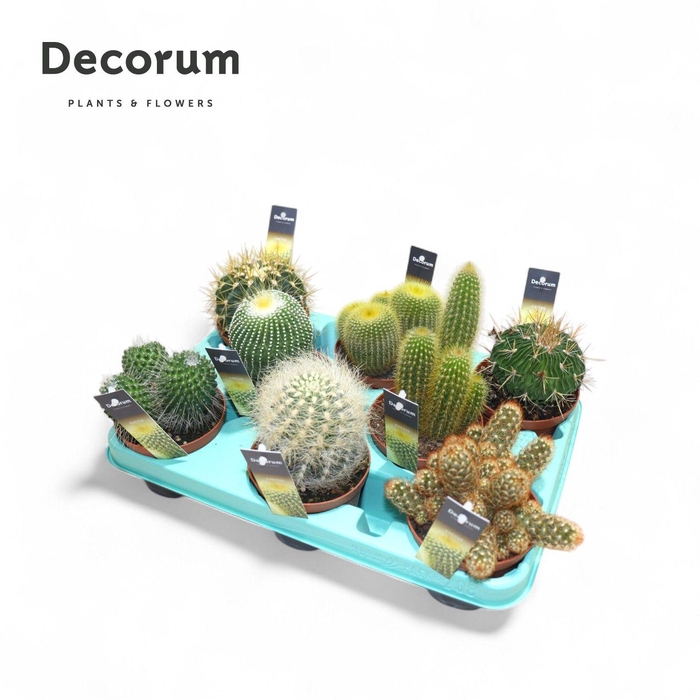 <h4>Cactus Mix (Decorum) Decorum+Steker</h4>