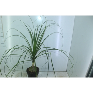 BEAUCARNEA P17