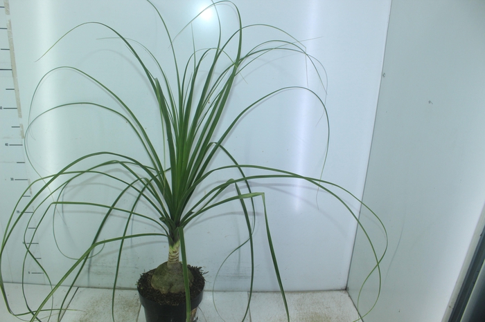 <h4>BEAUCARNEA P17</h4>