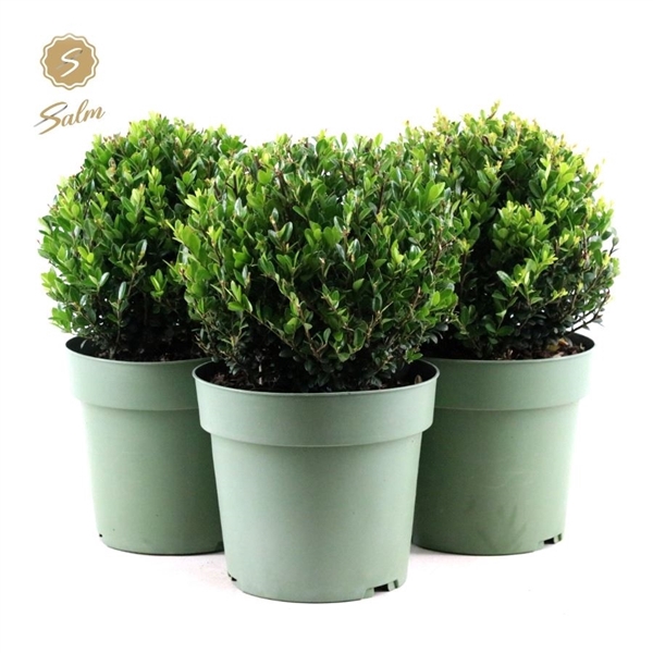 <h4>Ilex crenata 'Jenny'® Ball Ø25cm P21</h4>