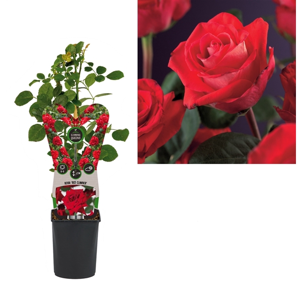 <h4>Rosa 'Red Climber' +3.0 label</h4>