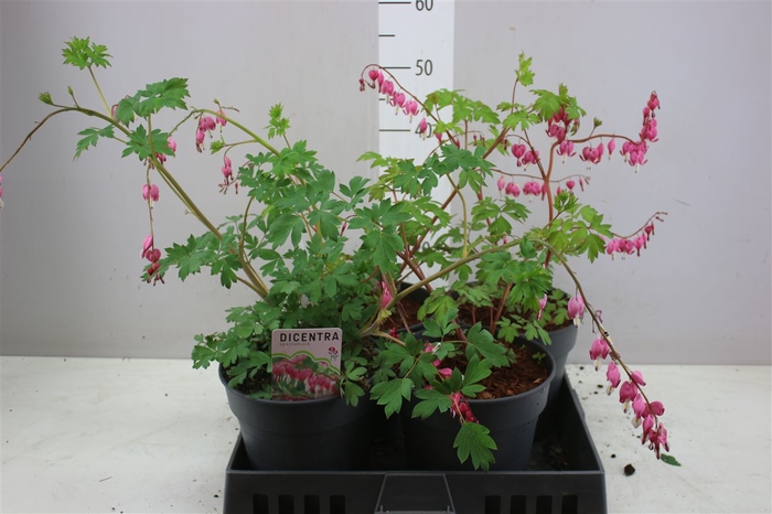 <h4>Dicentra Spect Pink</h4>