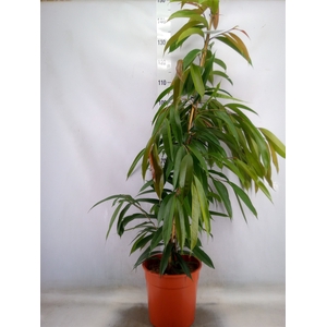 Ficus binn. 'Amstel King'