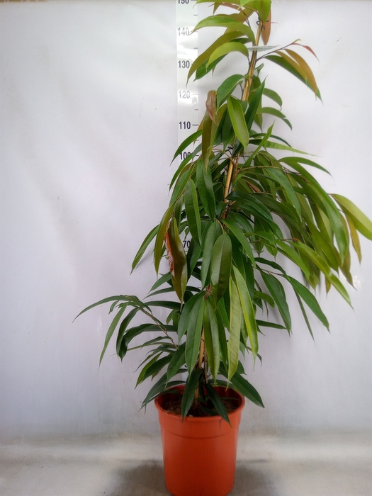 <h4>Ficus binn. 'Amstel King'</h4>