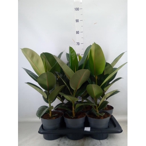 Ficus elastica 'Robusta'