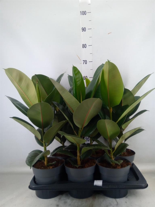 <h4>Ficus elastica 'Robusta'</h4>