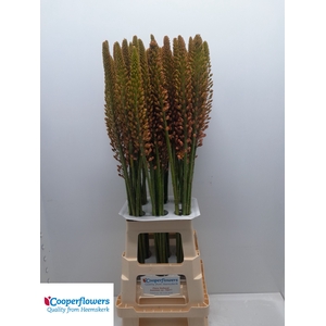EREMURUS CLEOPATRA