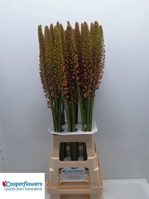 <h4>EREMURUS CLEOPATRA</h4>