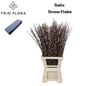 SALIX CA SNOW FLAKE
