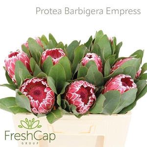 Protea Barbigera Empress