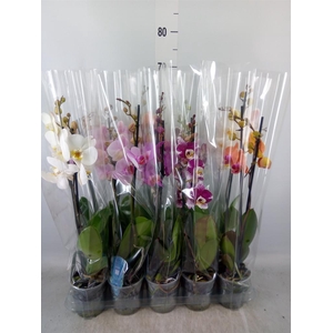 Phalaenopsis   ...mix  5