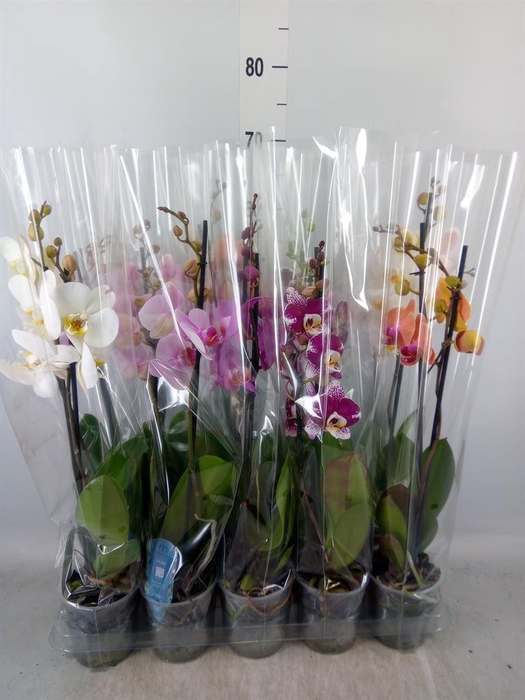 <h4>Phalaenopsis   ...mix  5</h4>