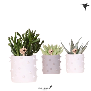 Kolibri Greens Succulenten mix in Spike pot mix