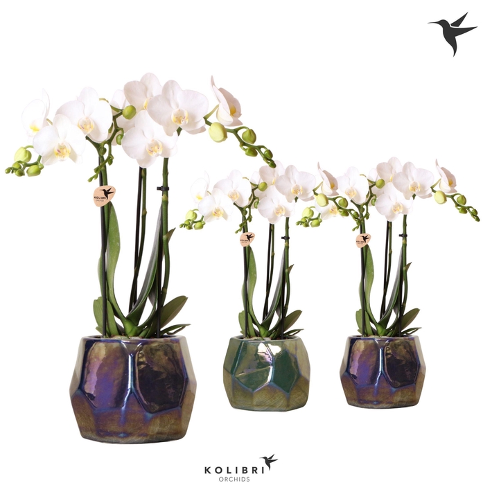 <h4>Kolibri Orchids Phalaenopsis white 3 spike mix in Pearl pot blue</h4>
