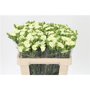 Di Te Solomio Solandis Blondfly