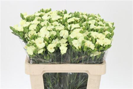 <h4>Di Te Solomio Solandis Blondfly</h4>