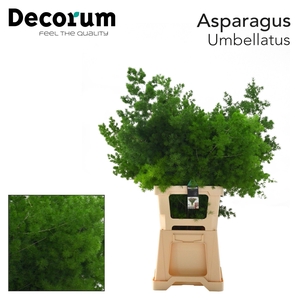 Asp umbellatus