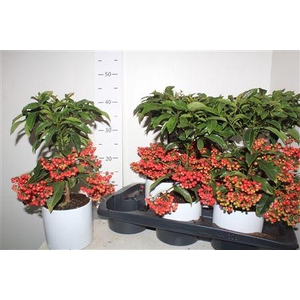 Ardis Crenata 44+ Keramiek Wit