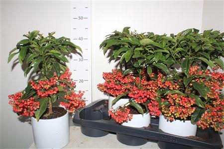 <h4>Ardis Crenata 44+ Keramiek Wit</h4>