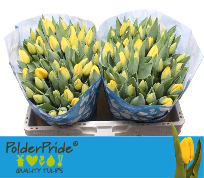 <h4>TU EN NOVI SUN</h4>