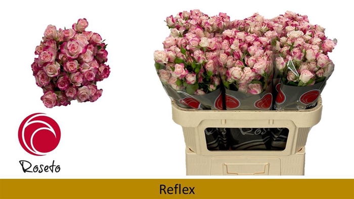 <h4>R Tr Reflex</h4>