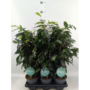 Ficus benja. 'Danielle'