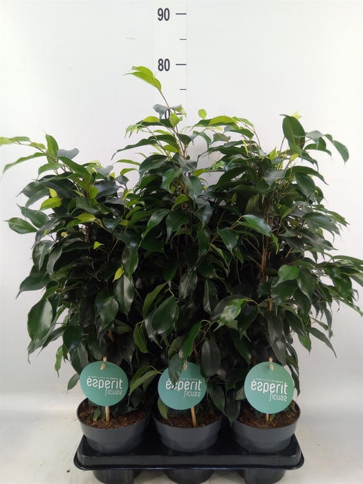 <h4>Ficus benja. 'Danielle'</h4>
