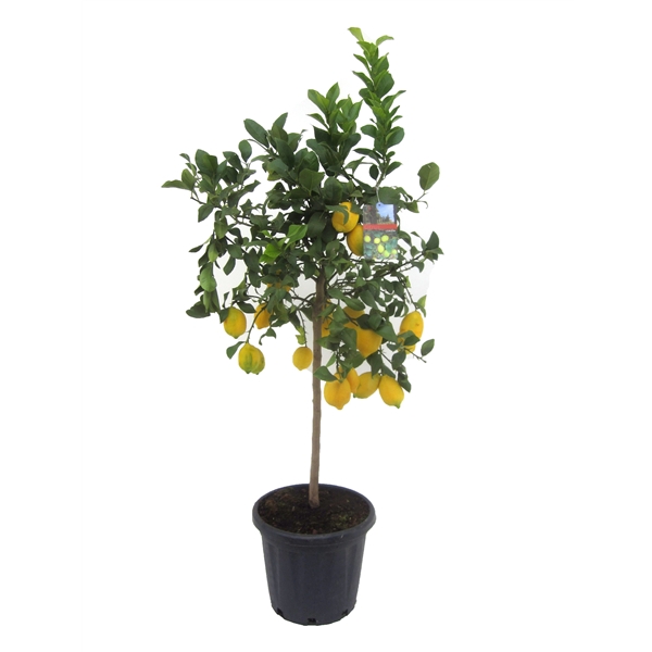 <h4>Citrus lemon</h4>