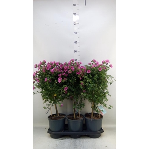 Anisodontea capensis 'Elega Prince'