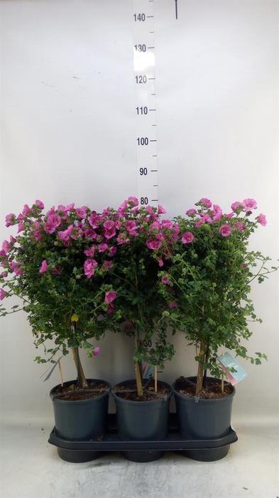 <h4>Anisodontea capensis 'Elega Prince'</h4>