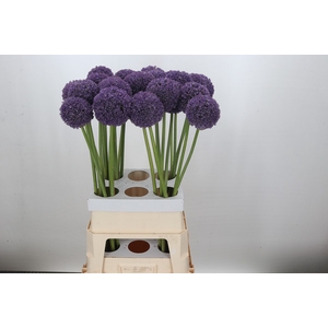 Allium Ambassador