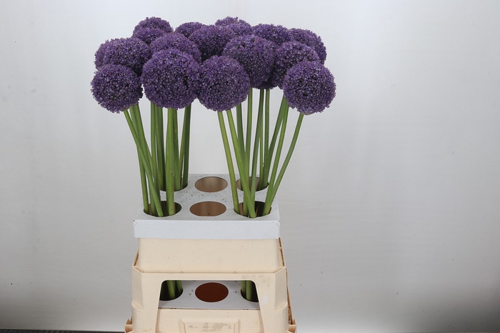 Allium Ambassador