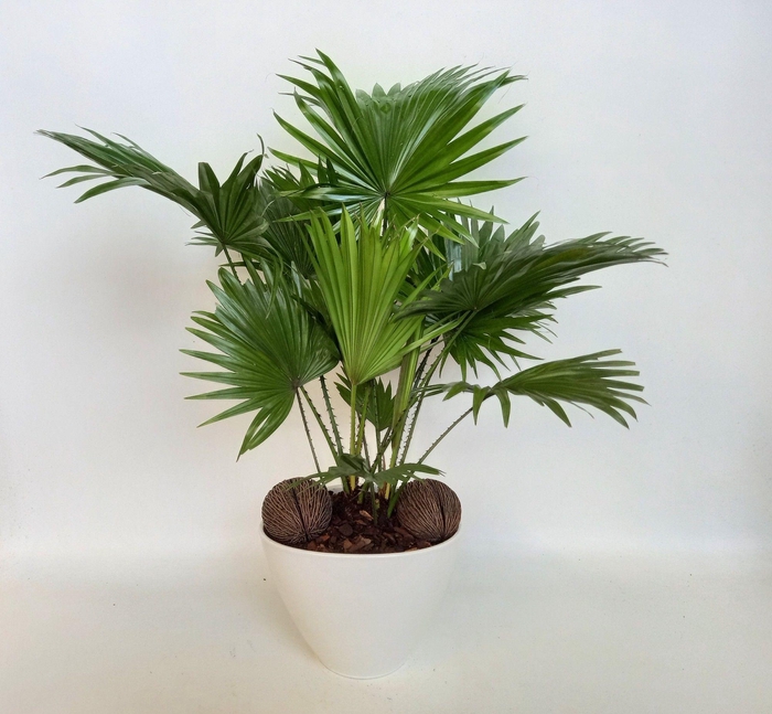 <h4>Livistona in Stockholm wit nr 41</h4>