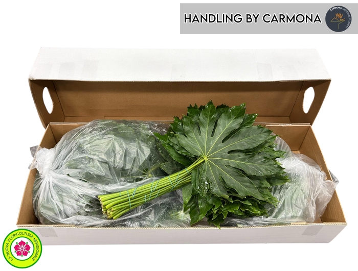 <h4>FATSIA JAPONICA BLAD</h4>