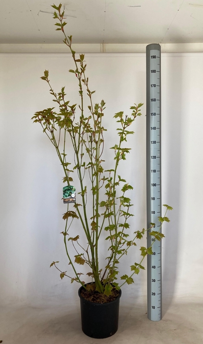 <h4>ACER RUFINERVE</h4>