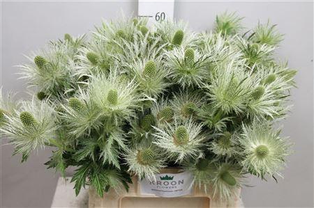 <h4>Eryn Love Whit Green</h4>