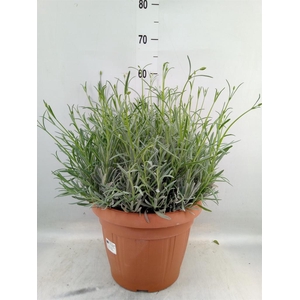 Lavandula angus.